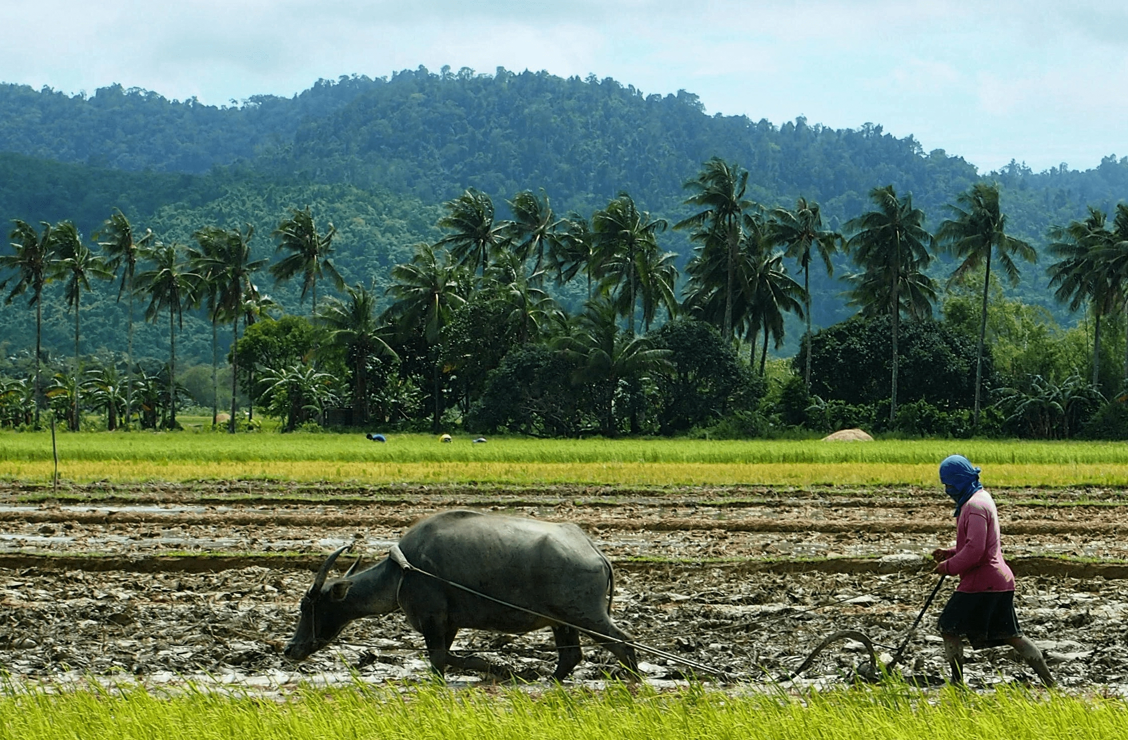 carabao farming