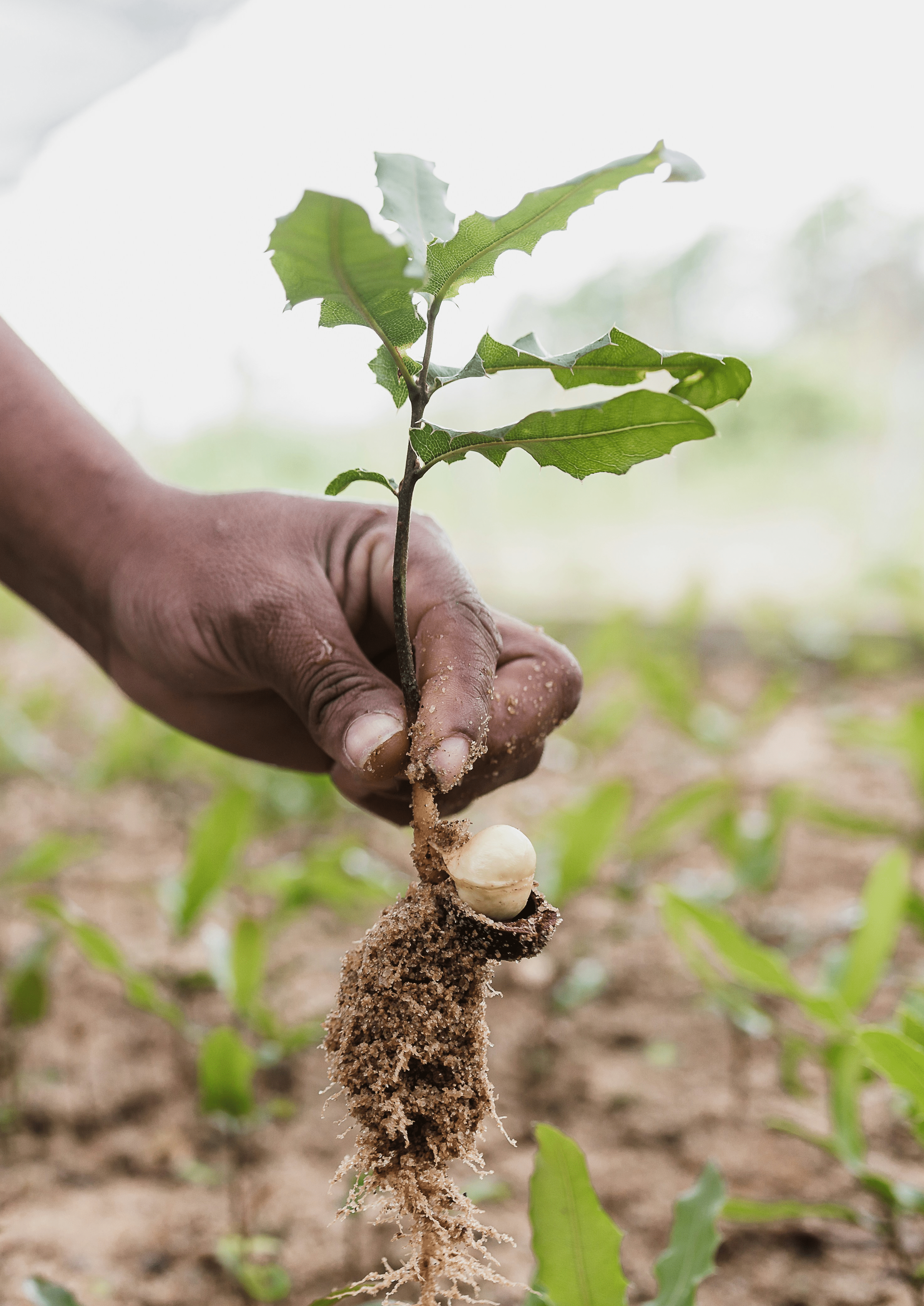 hand planting