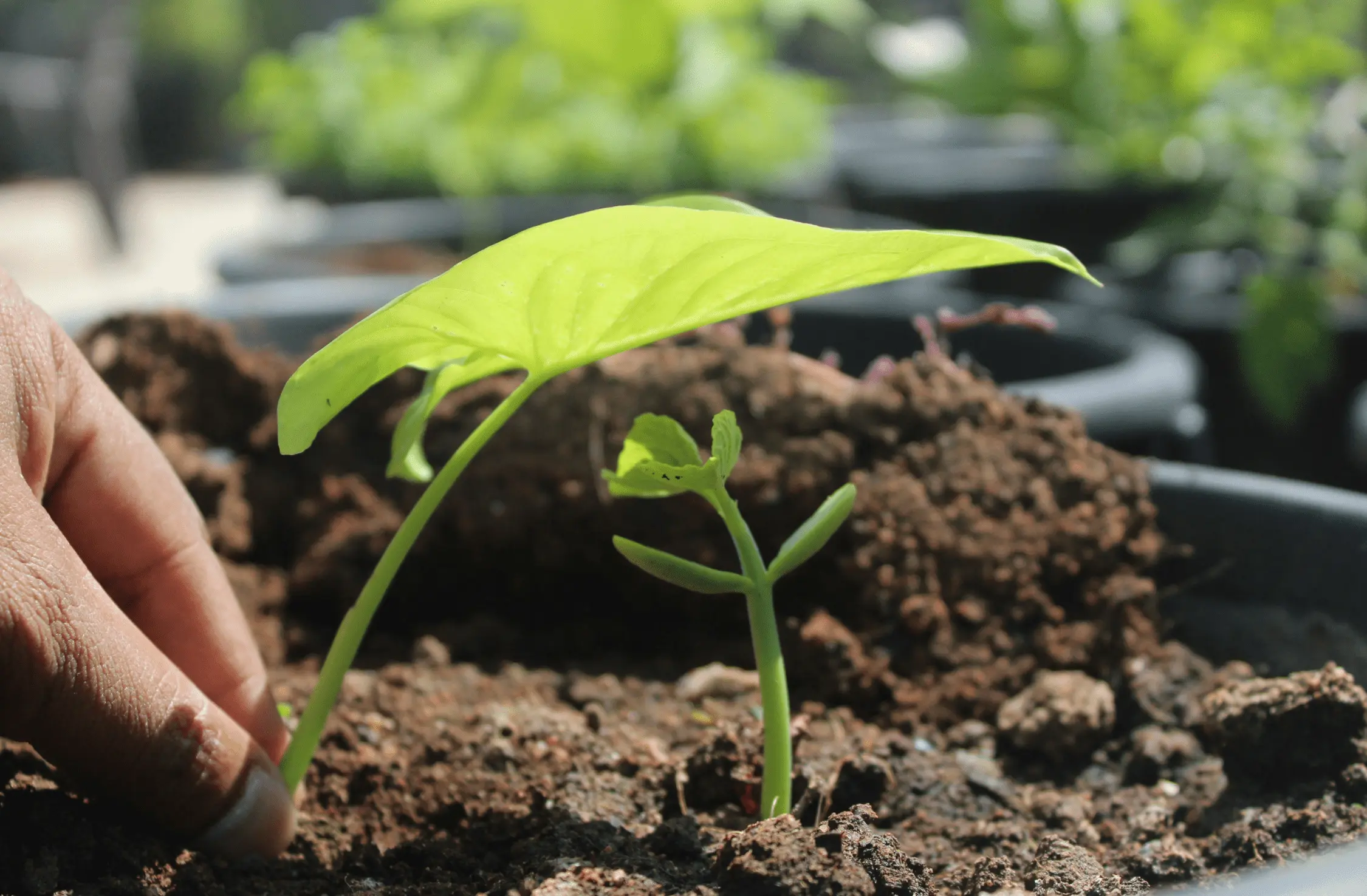 handing planting